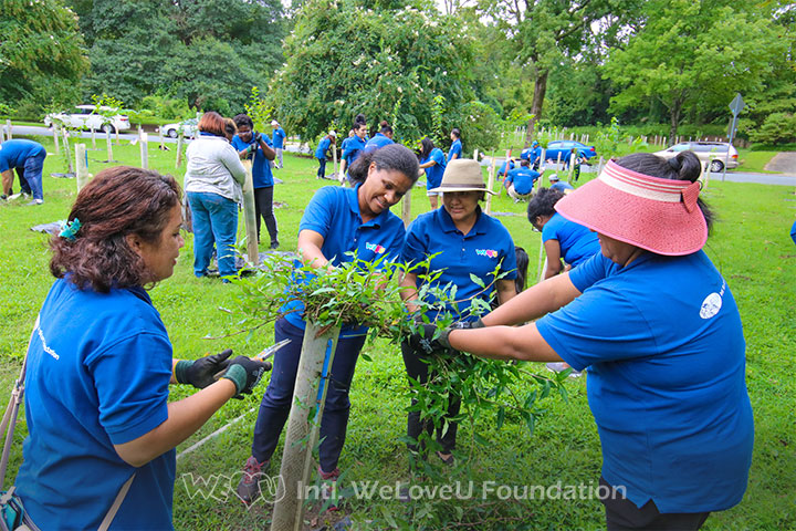 Four volunteers taking care of a tree