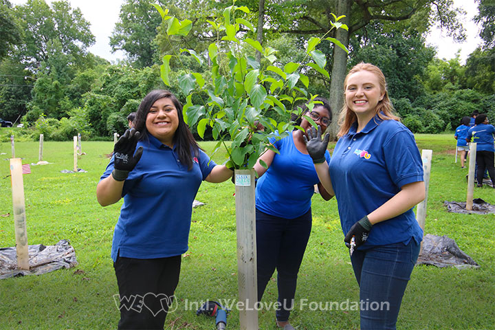 Volunteers working together for the tree's health