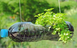 A plastic water bottle is transformed into a planter and is hanging by string
