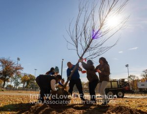 a team of volunteers plant a big tree