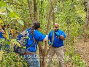 volunteers shave trees