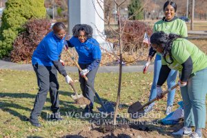 volunteers toss dirt on top of newly planted tree